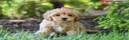 Maltipoo dogs for sale: Amelia - Ad 5