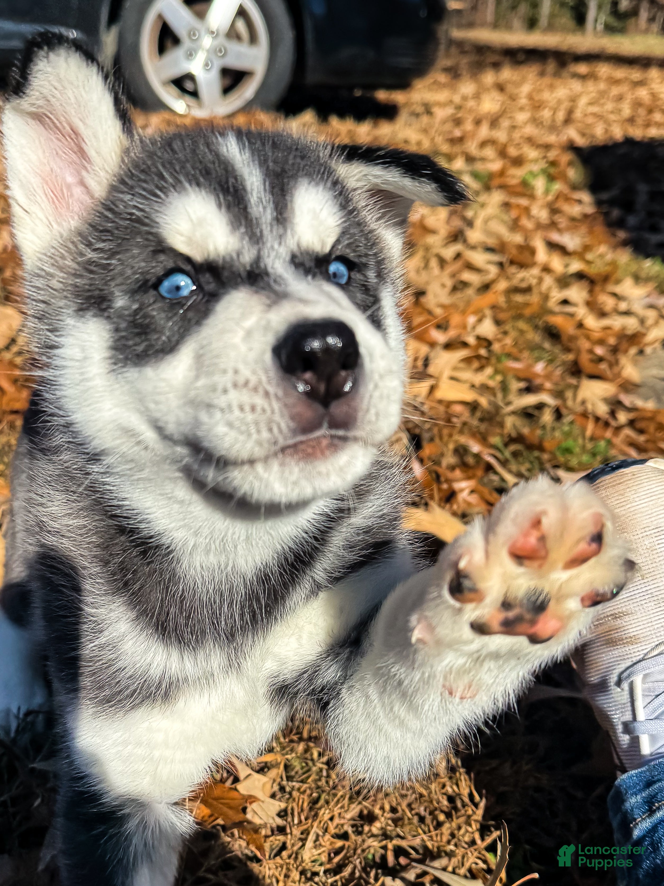 Siberian Husky dogs Siberian Husky puppy Jack Frost - Ad 27