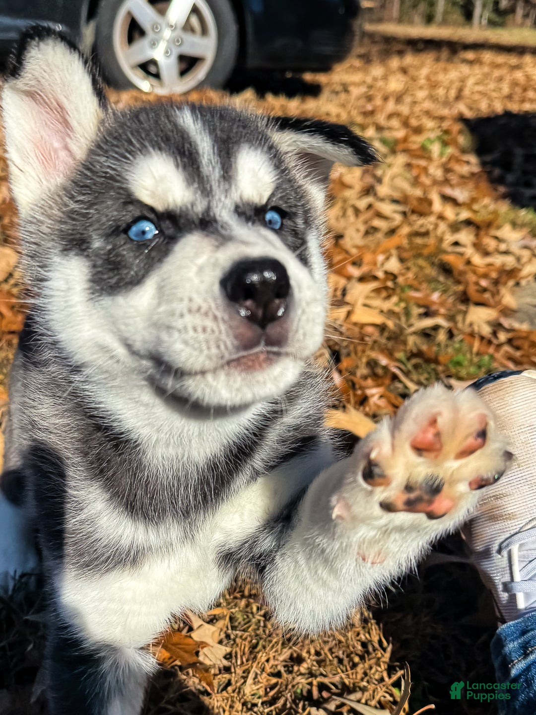 Siberian Husky dogs for sale: Siberian Husky puppy Jack Frost - Ad 1