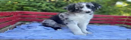 Australian Shepherd dogs for sale: Marvin - Ad 3