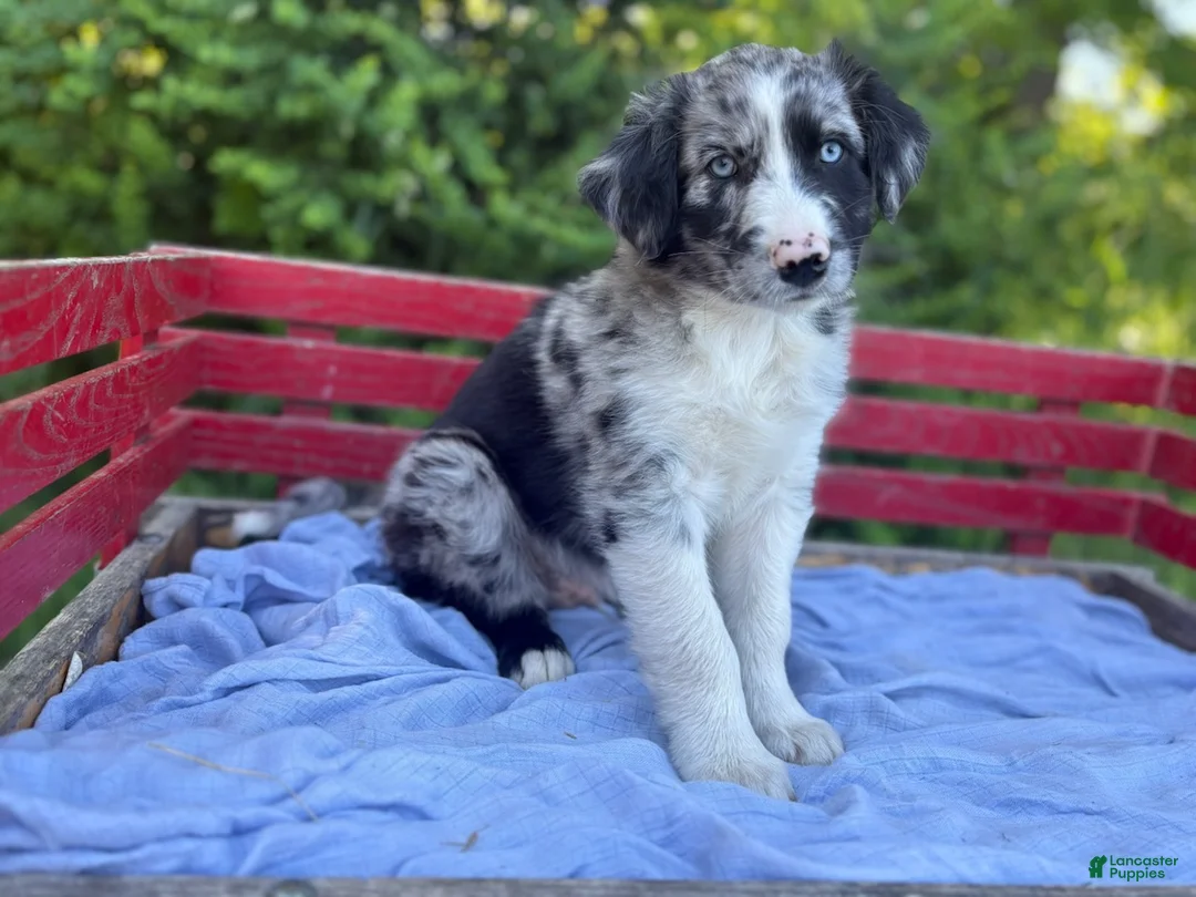 Australian Shepherd dogs for sale: Marvin - Ad 3