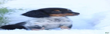 Sebastian