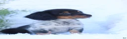 Miniature Dachshund dogs for sale: Sebastian - Ad 1