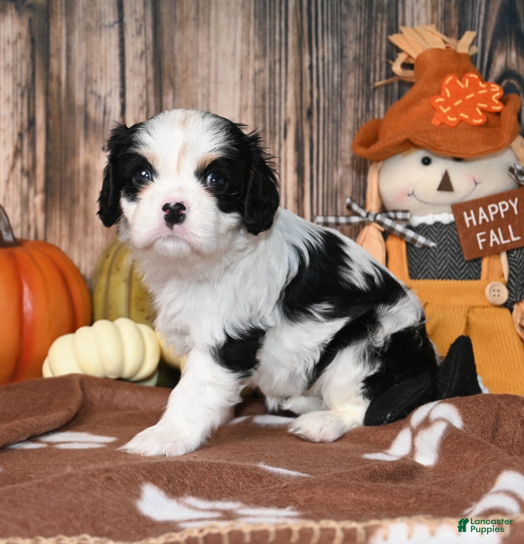 Cavalier King Charles Spaniel dogs for sale: Kai - Ad 9