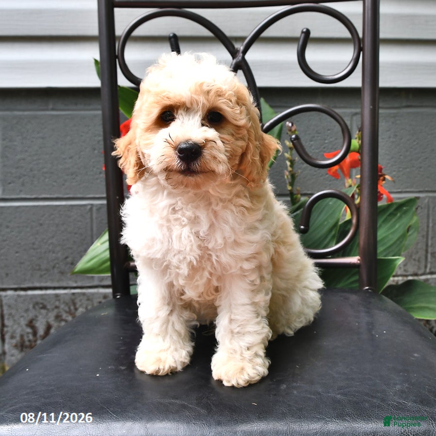Cockapoo dogs Justin - Ad 2