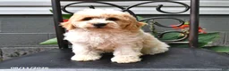 Cockapoo dogs for sale: Justin - Ad 2