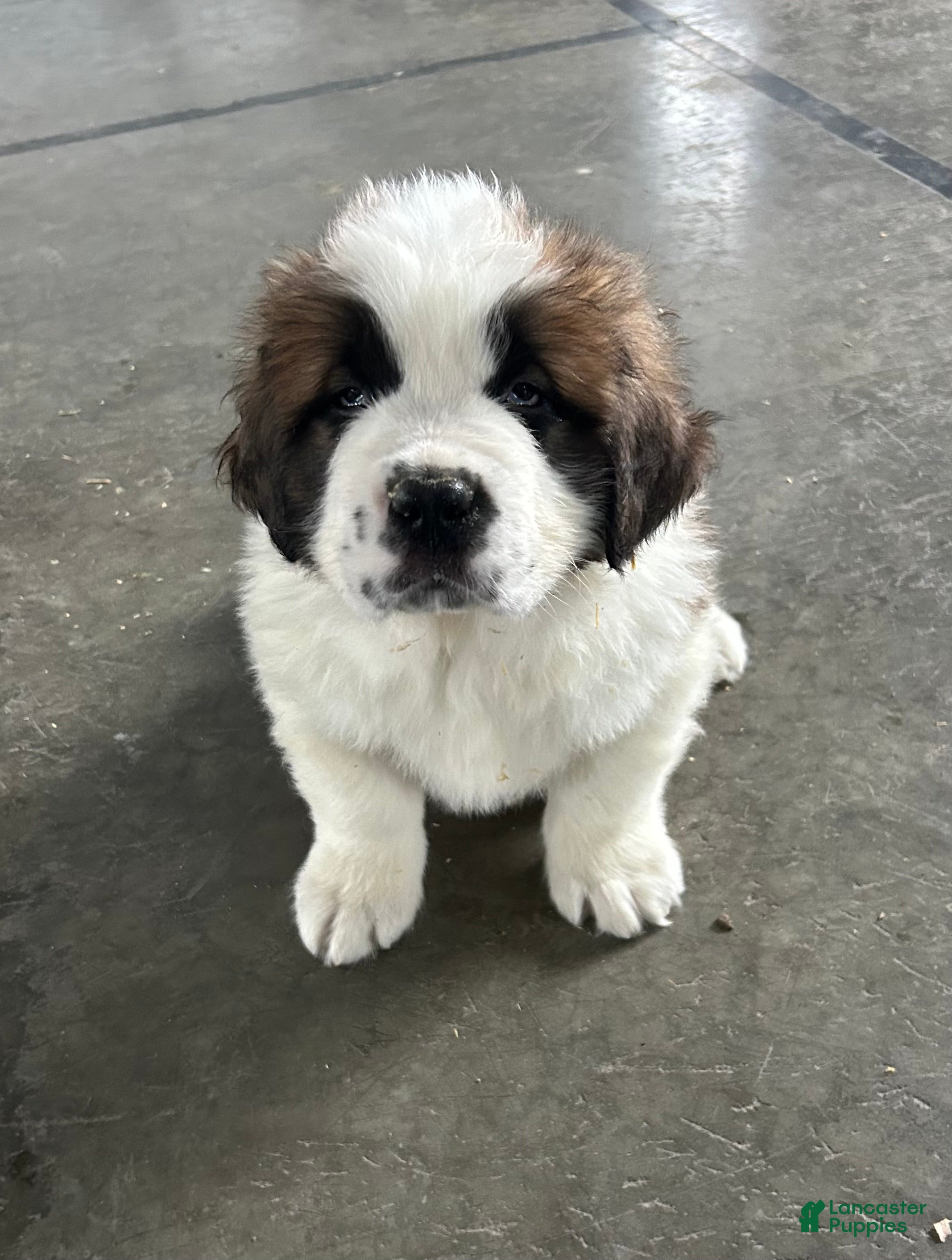 Saint Bernard dogs Chase - Ad 5