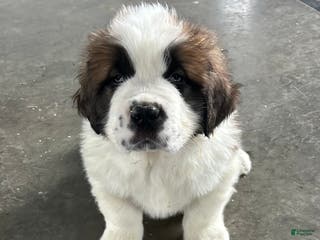 Saint Bernard dogs Chase - Ad 5
