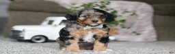 Cavapoo dogs for sale: Kayla - Ad 1