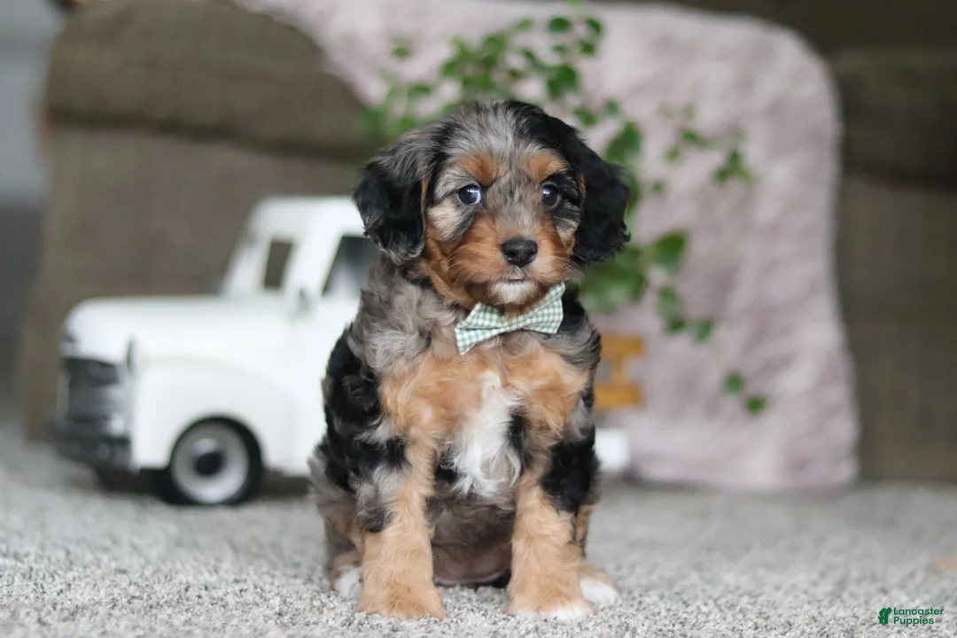 Cavapoo dogs for sale: Kayla - Ad 1
