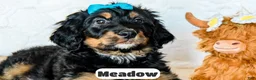 Bernedoodle dogs for sale: Meadow - Ad 14
