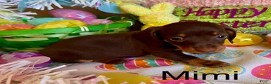 Mimi