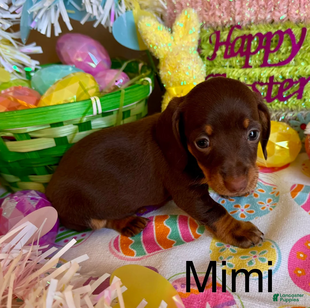 Miniature Dachshund dogs for sale: Mimi - Ad 1