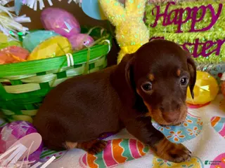 Miniature Dachshund dogs for sale: Mimi - Ad 3