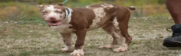 American Bully dogs for sale: Iris - Ad 3