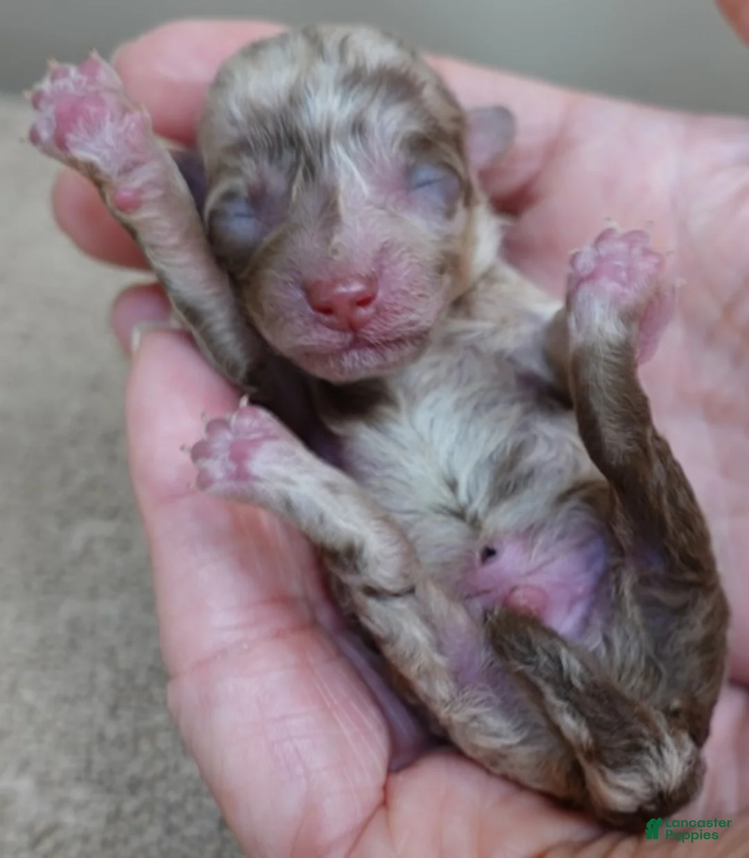 Toy Poodle dogs for sale: Chocolate merle rarest color in the world neutered - Ad 3