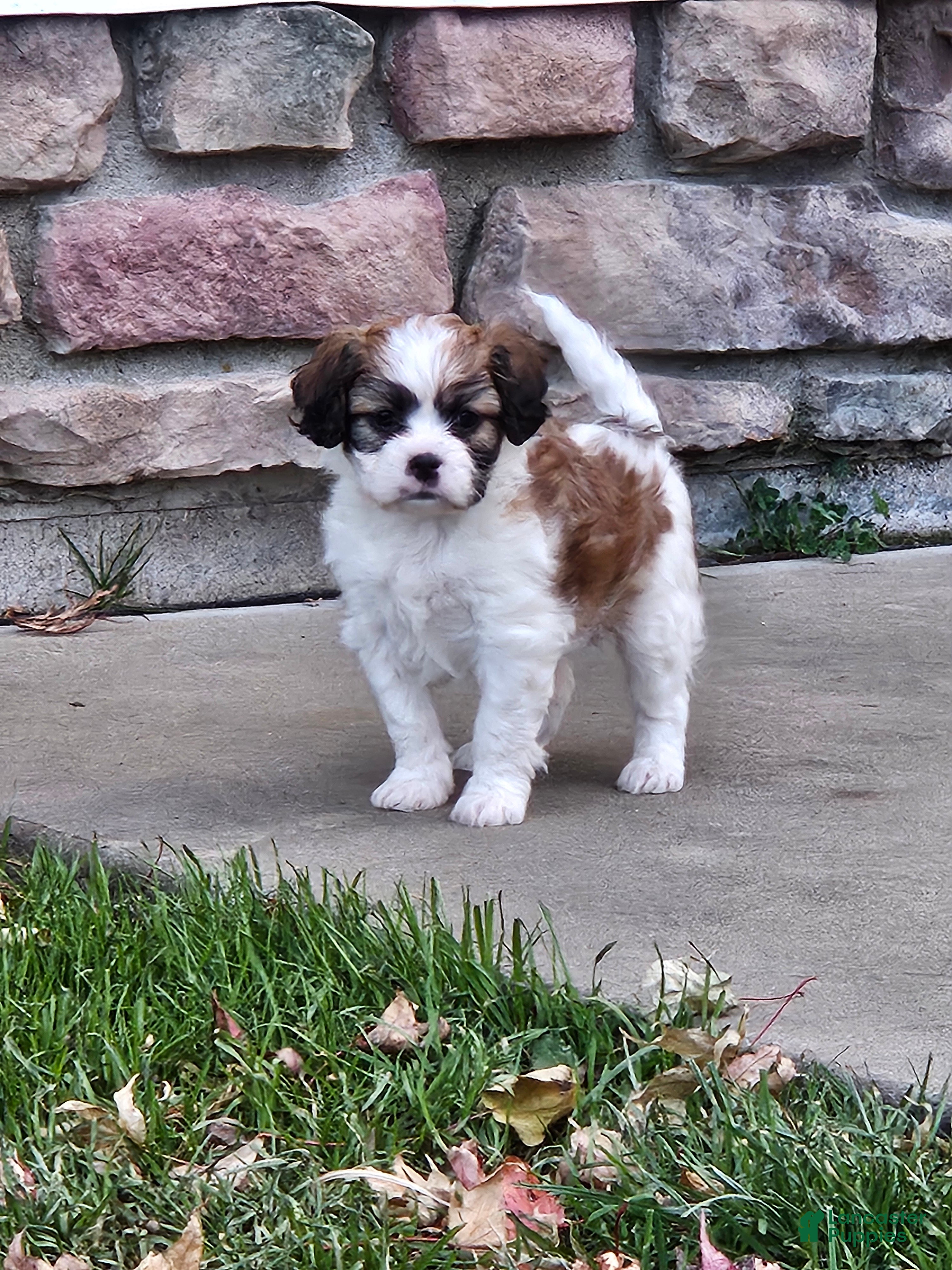 Mixed Breed dogs Biscuit  - Ad 18