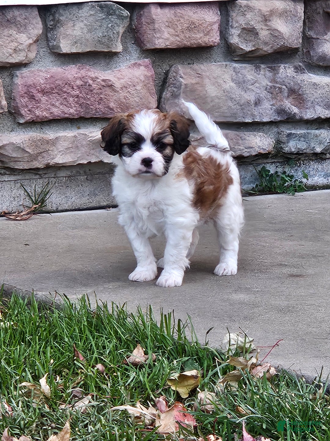 Mixed Breed dogs for sale: Biscuit  - Ad 1