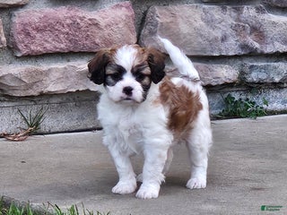 Mixed Breed dogs Biscuit - Ad 8