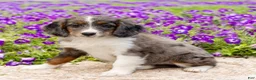 Mini Bernedoodle dogs for sale: Dash - Ad 3