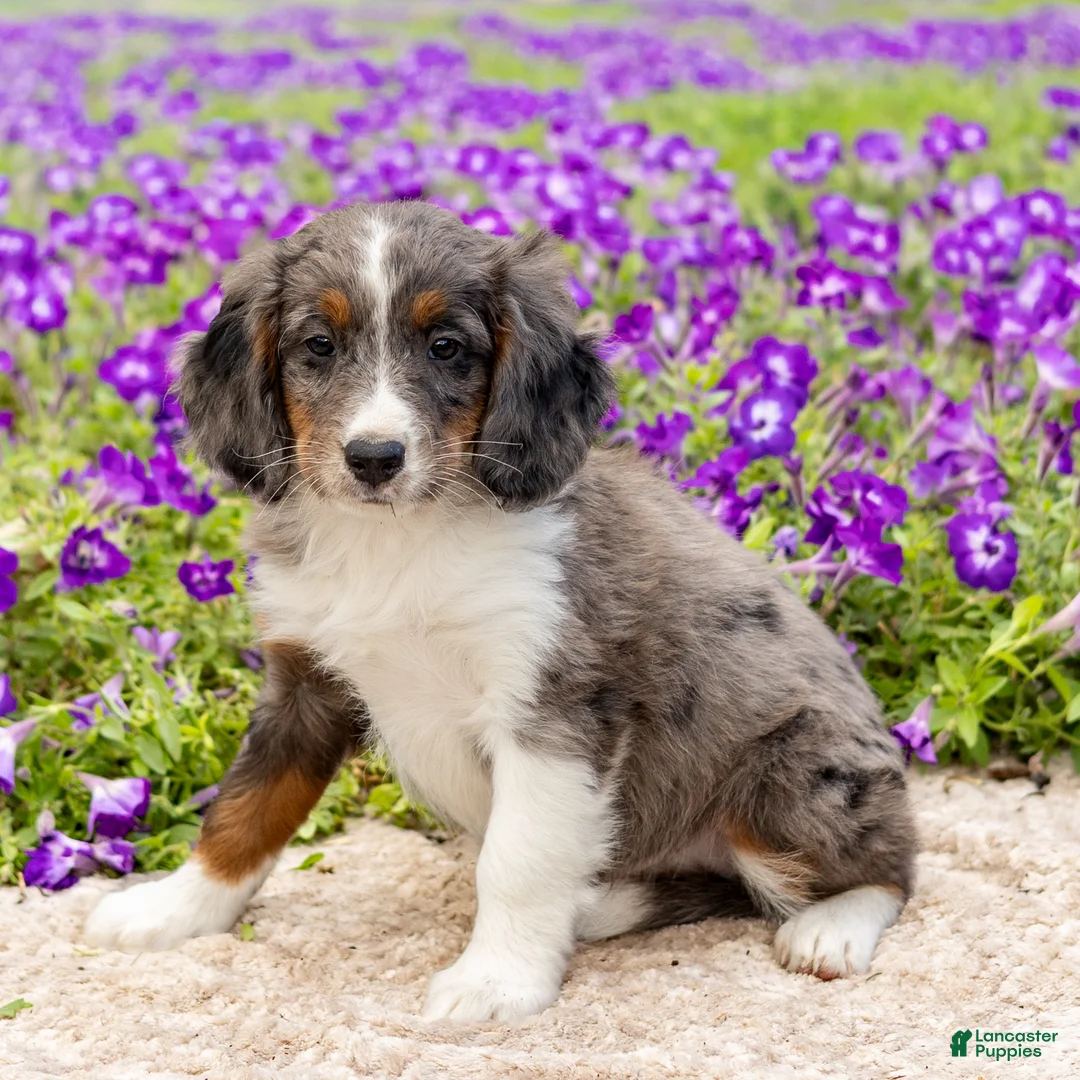 Mini Bernedoodle dogs for sale: Dash - Ad 3