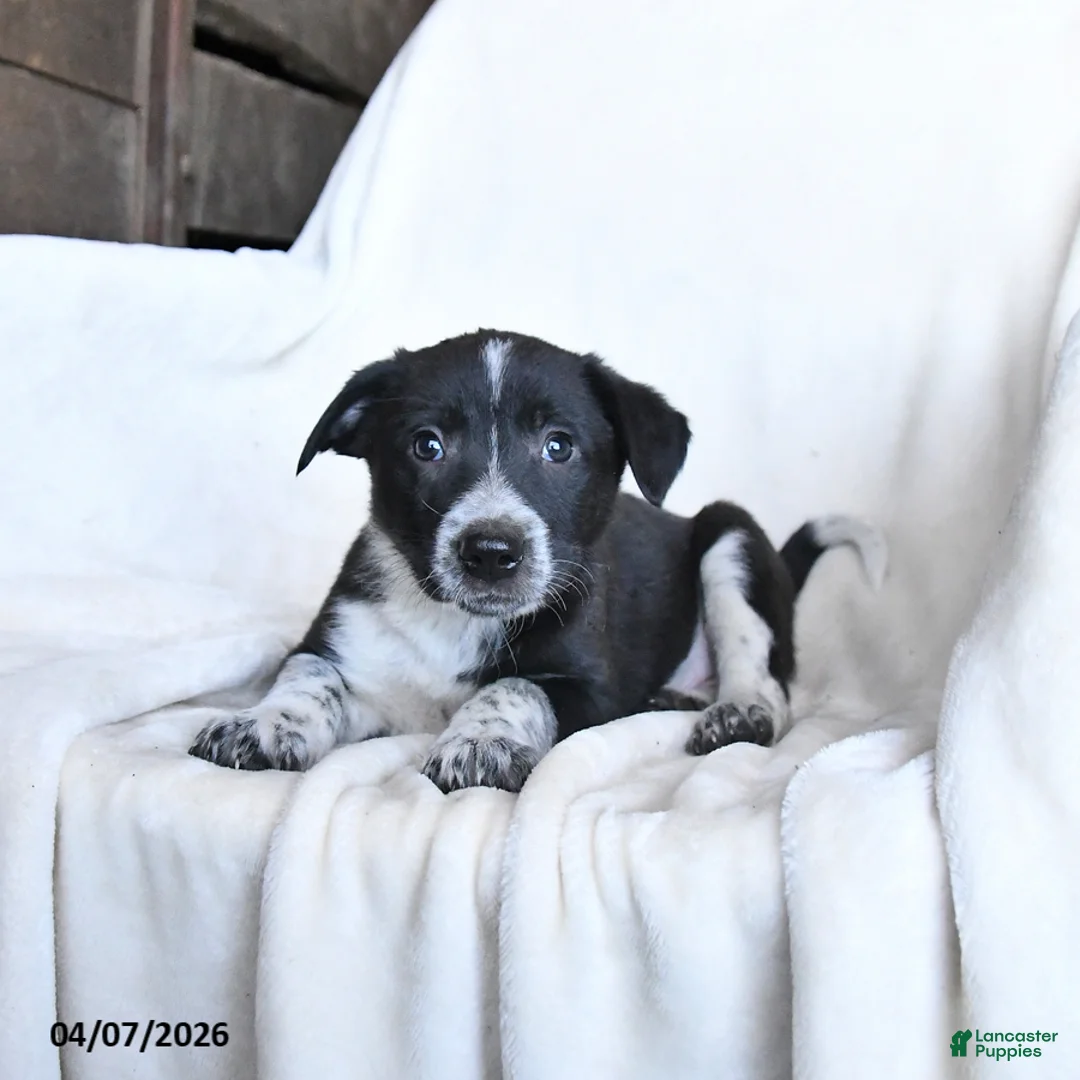 Border Collie dogs for sale: Frosty - Ad 5