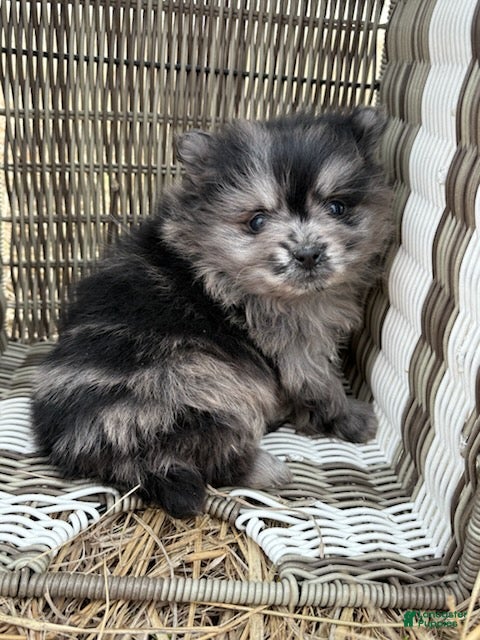 Pomeranian dogs ARLO - Ad 1