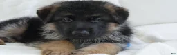 German Shepherd dogs for sale: German Shepherd Blue Collar Male Pick of Liter! - Ad 4