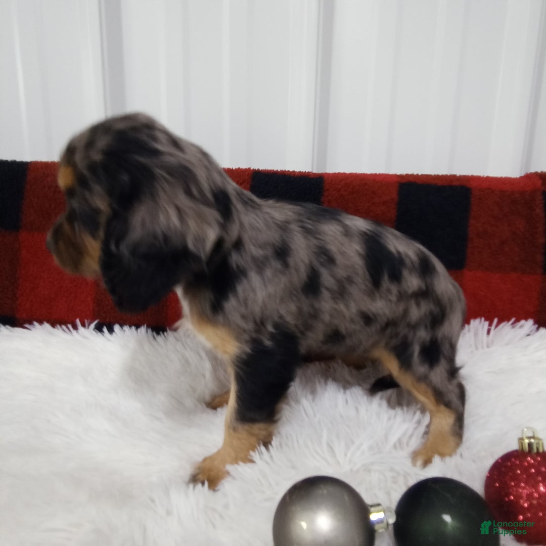 Cockalier dogs for sale: Lola - Ad 6