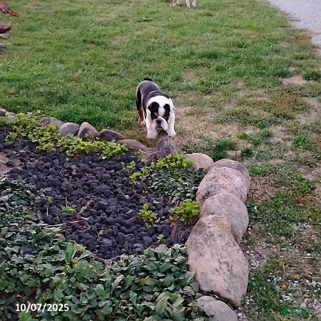 English Bulldog dogs for sale: Rival - Ad 4