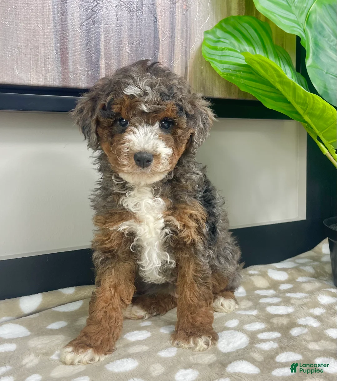 Mini Bernedoodle dogs for sale: Bailey - Ad 1