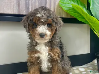 Mini Bernedoodle dogs Bailey - Ad 2