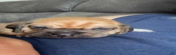 Puggle dogs for sale: Light pink collar  - Ad 8