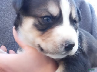 Mixed Breed dogs - Ad 3