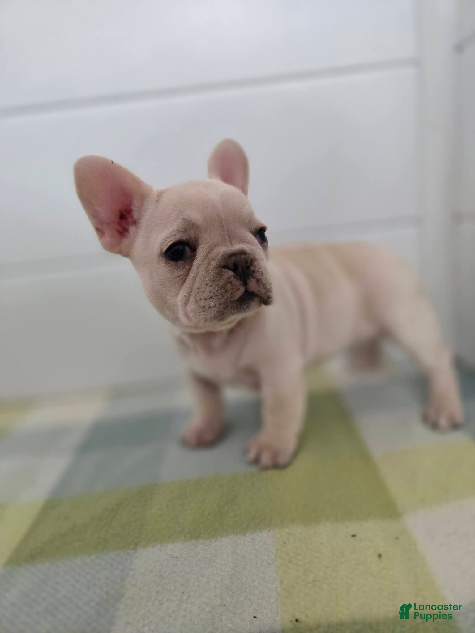 French Bulldog dogs French Bulldog Puppy 1 - Ad 2