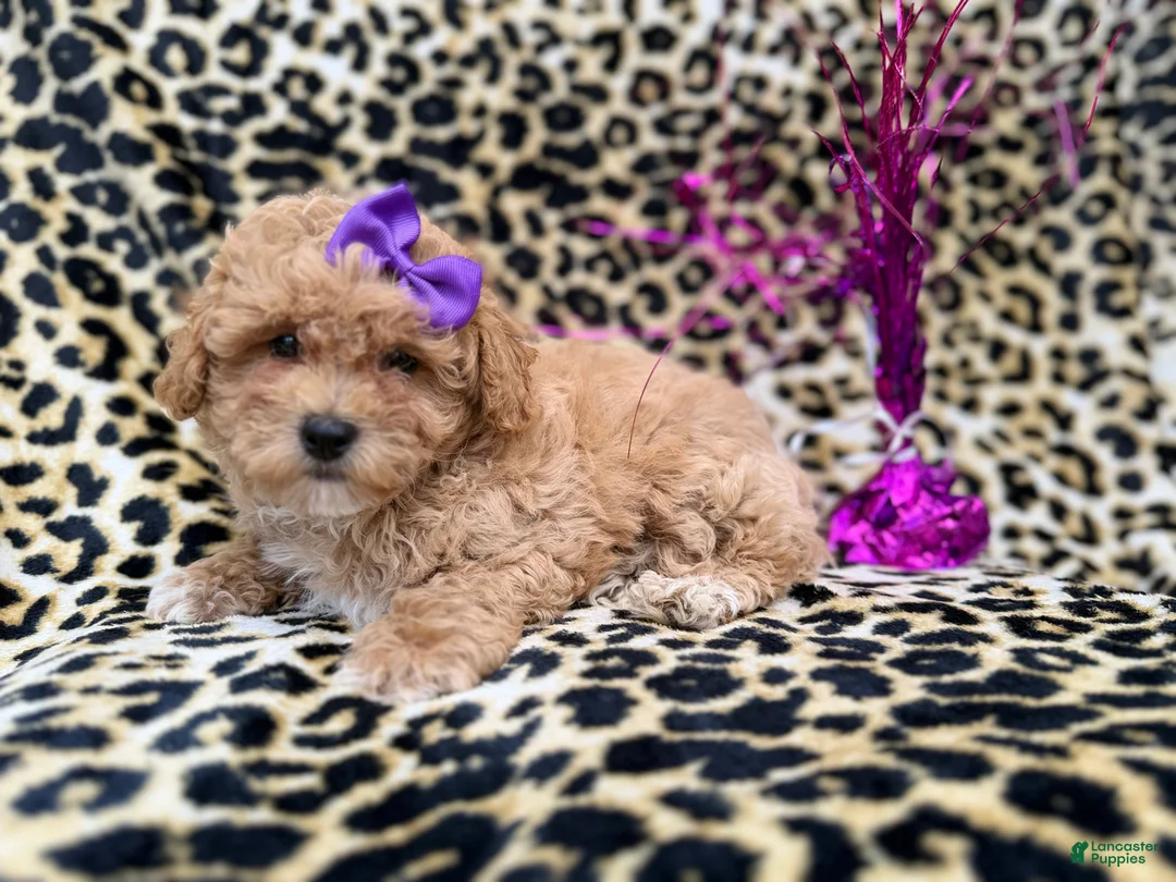 Bichpoo dogs for sale: Roxy - Ad 4