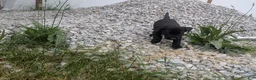 Labrador Retriever dogs for sale: Black Male (Purple) - Ad 9
