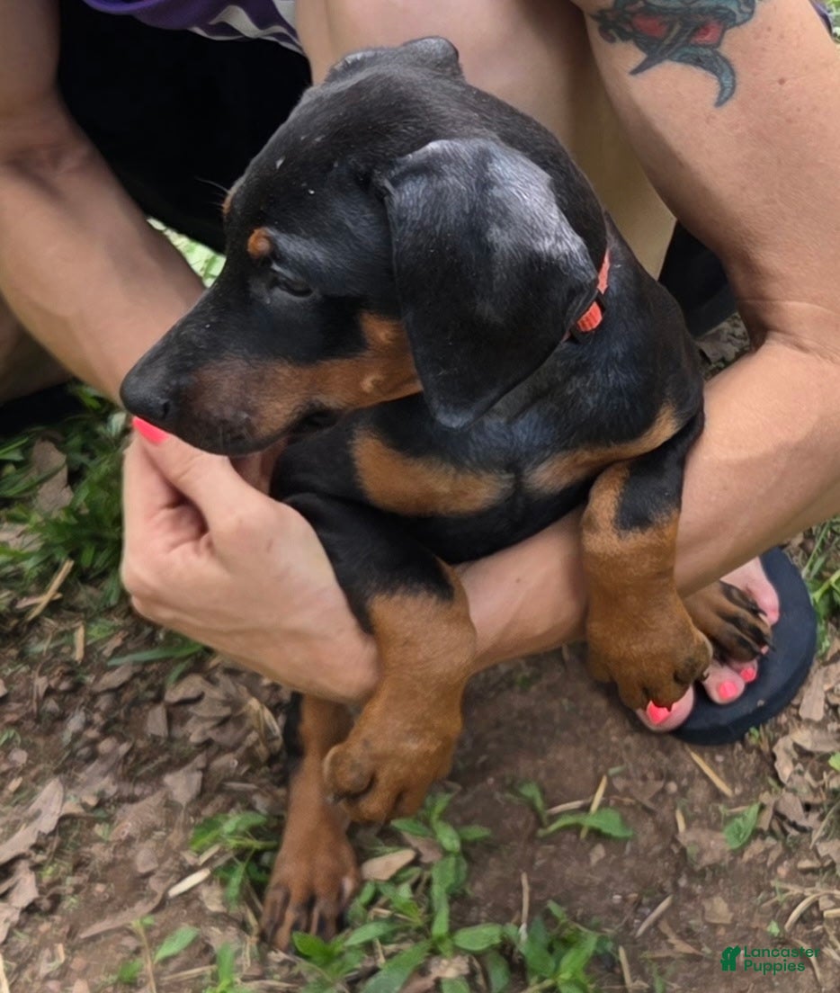 Doberman Pinscher dogs Freya - Ad 1