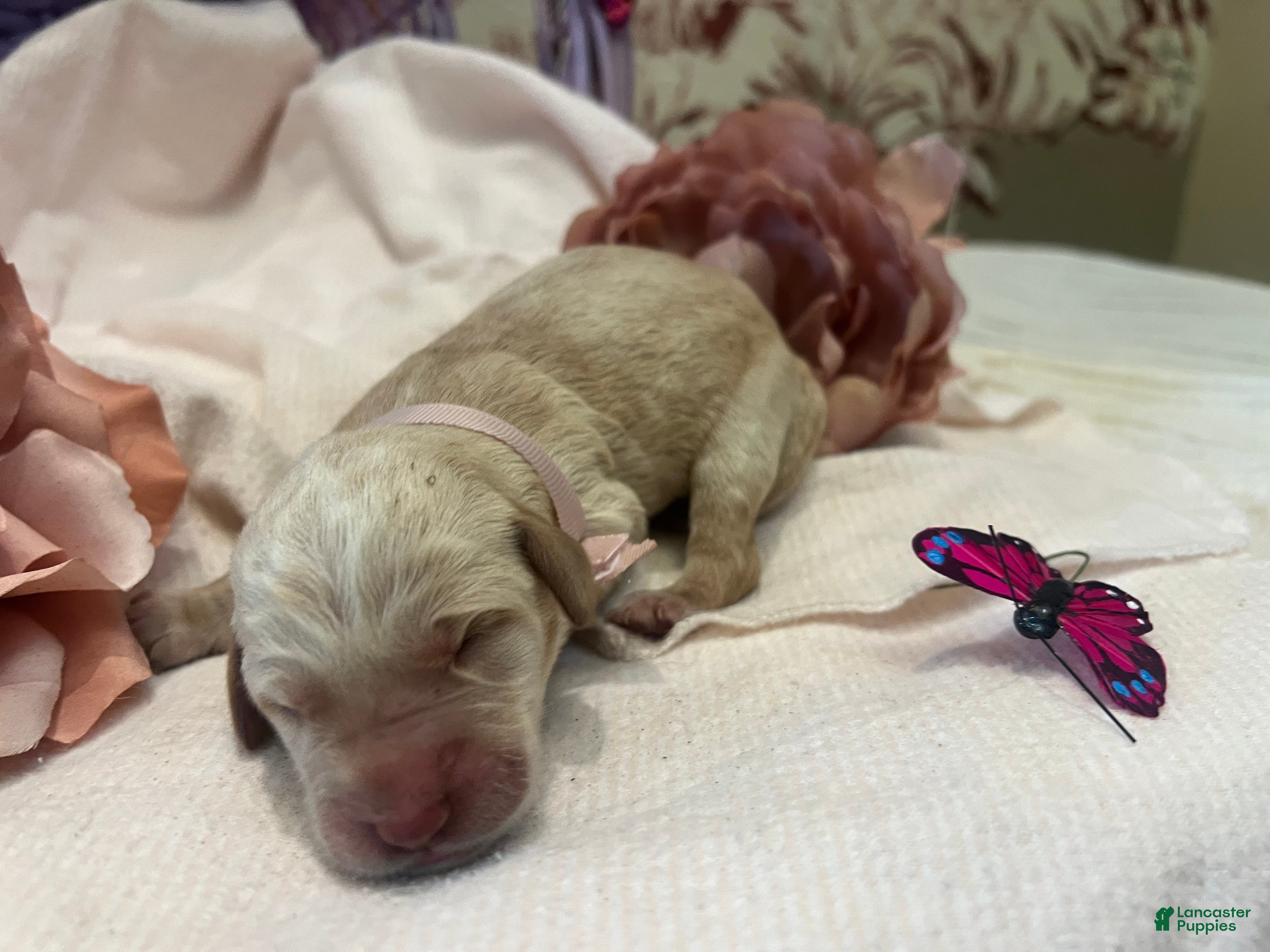 Labradoodle dogs Labradoodle Puppy 8 - Ad 4