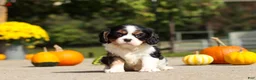Cavalier King Charles Spaniel dogs for sale: Kaylee - Ad 9