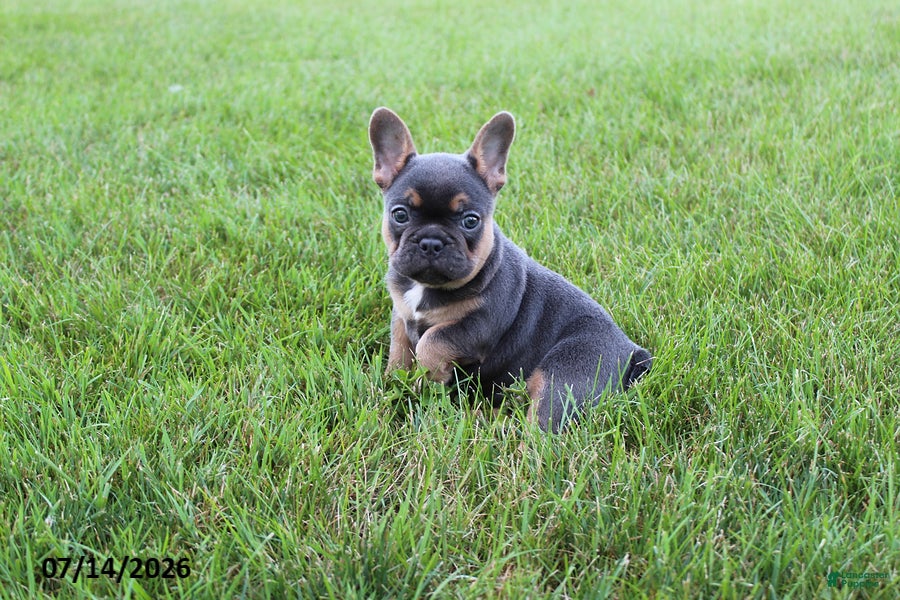 French Bulldog dogs Twinkle - Ad 2