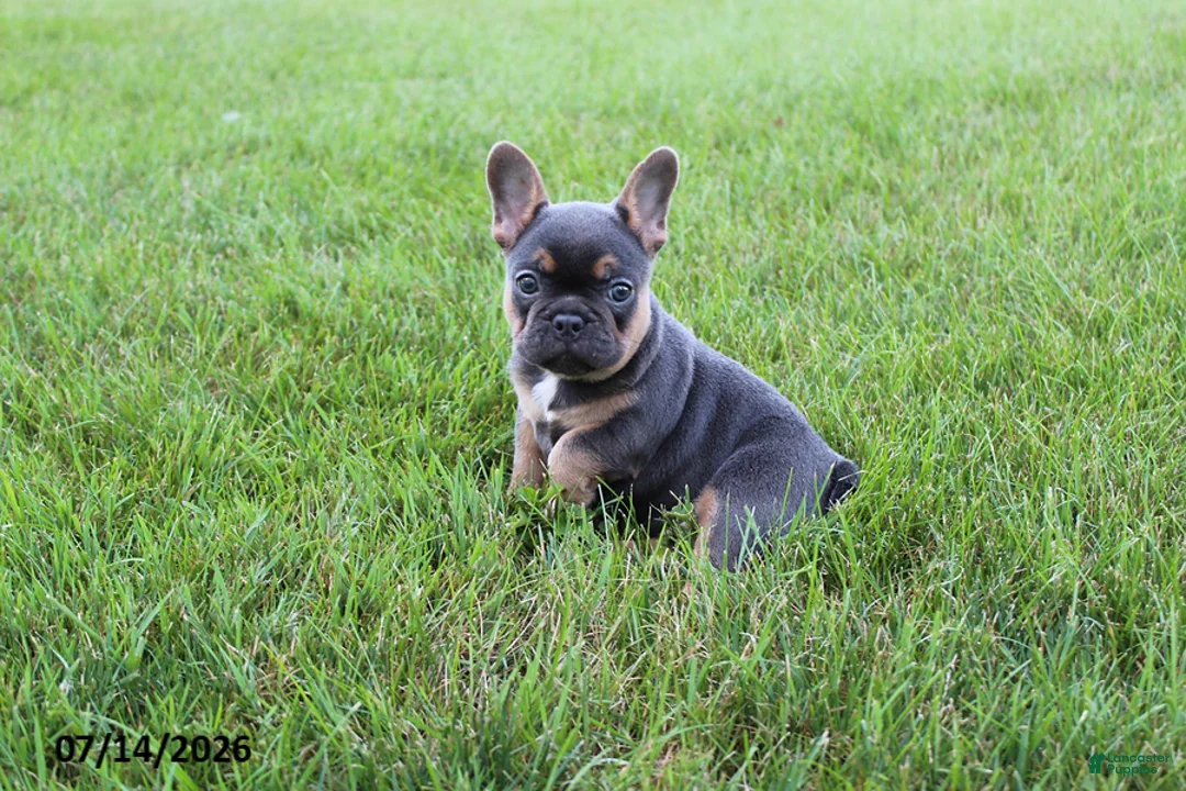 French Bulldog dogs for sale: Twinkle - Ad 2
