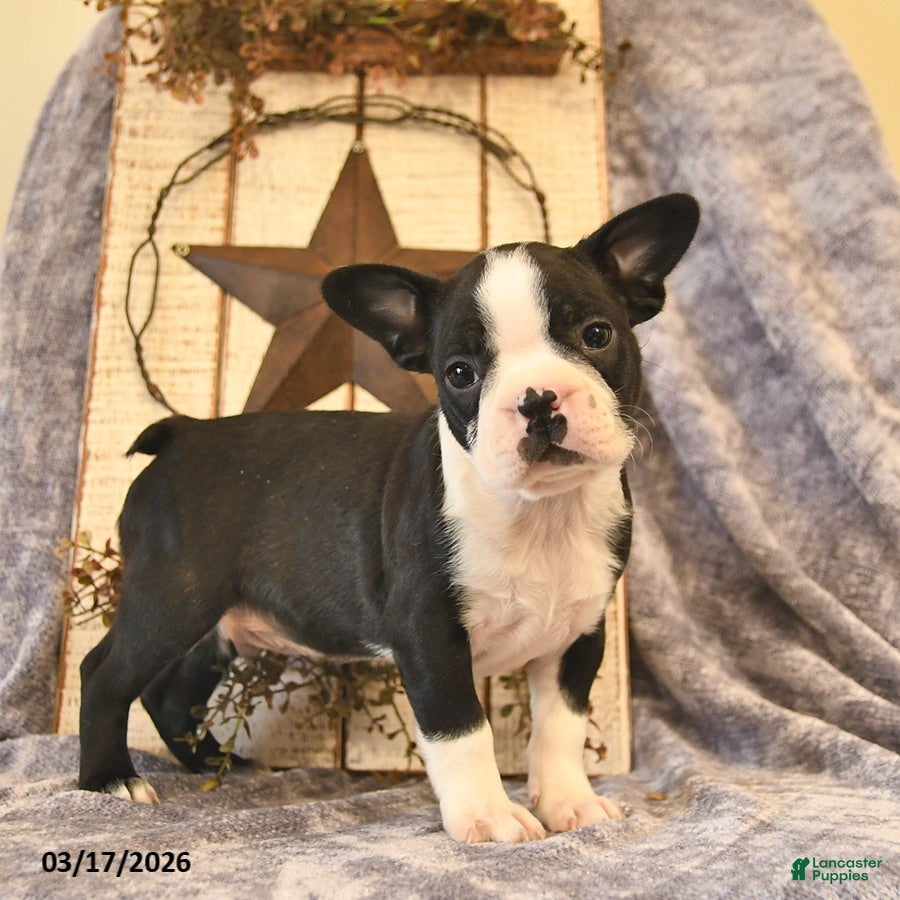 Boston Terrier dogs Duke  - Ad 1