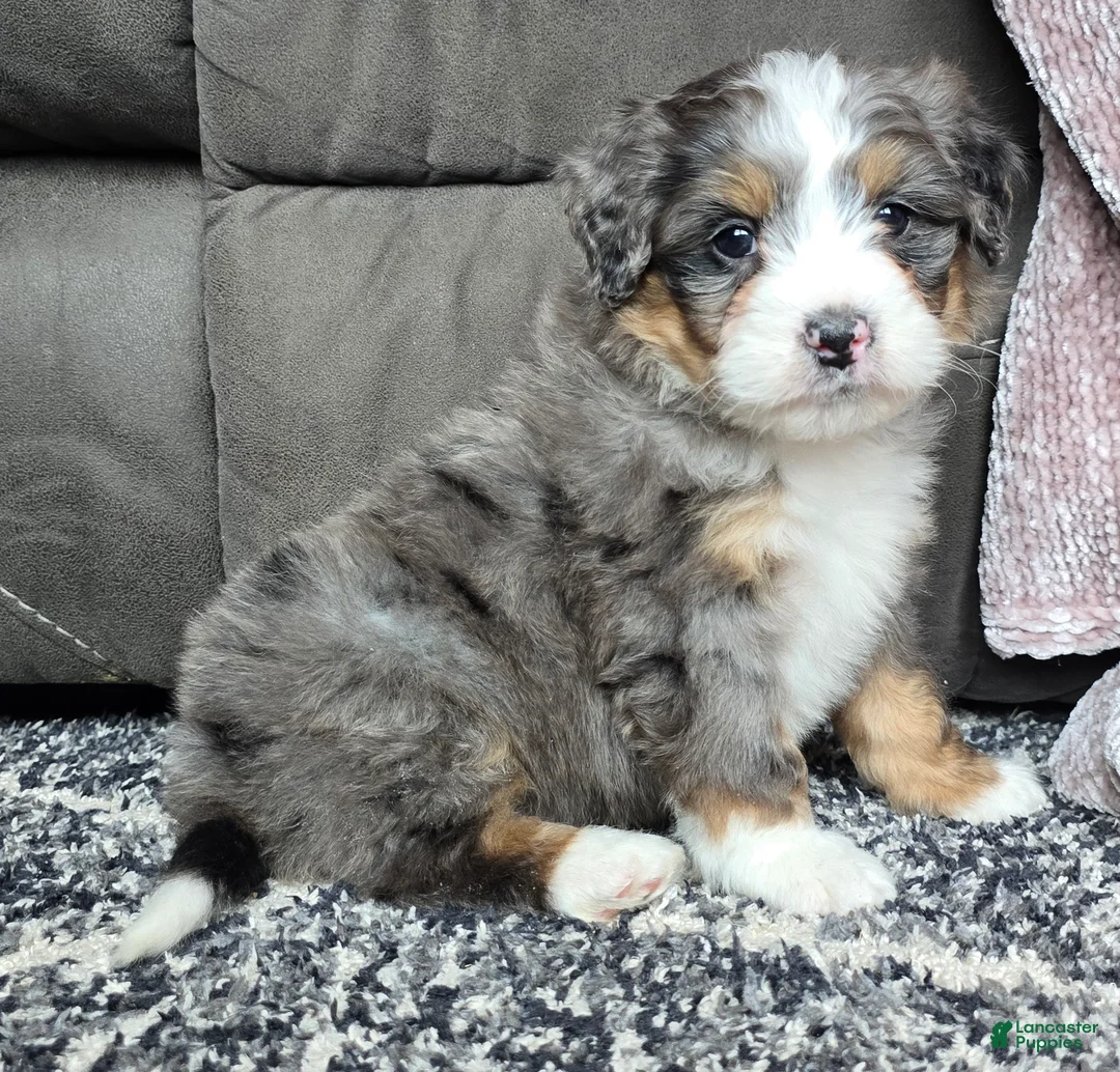 Mini Bernedoodle dogs for sale: Mini Archie - Ad 6