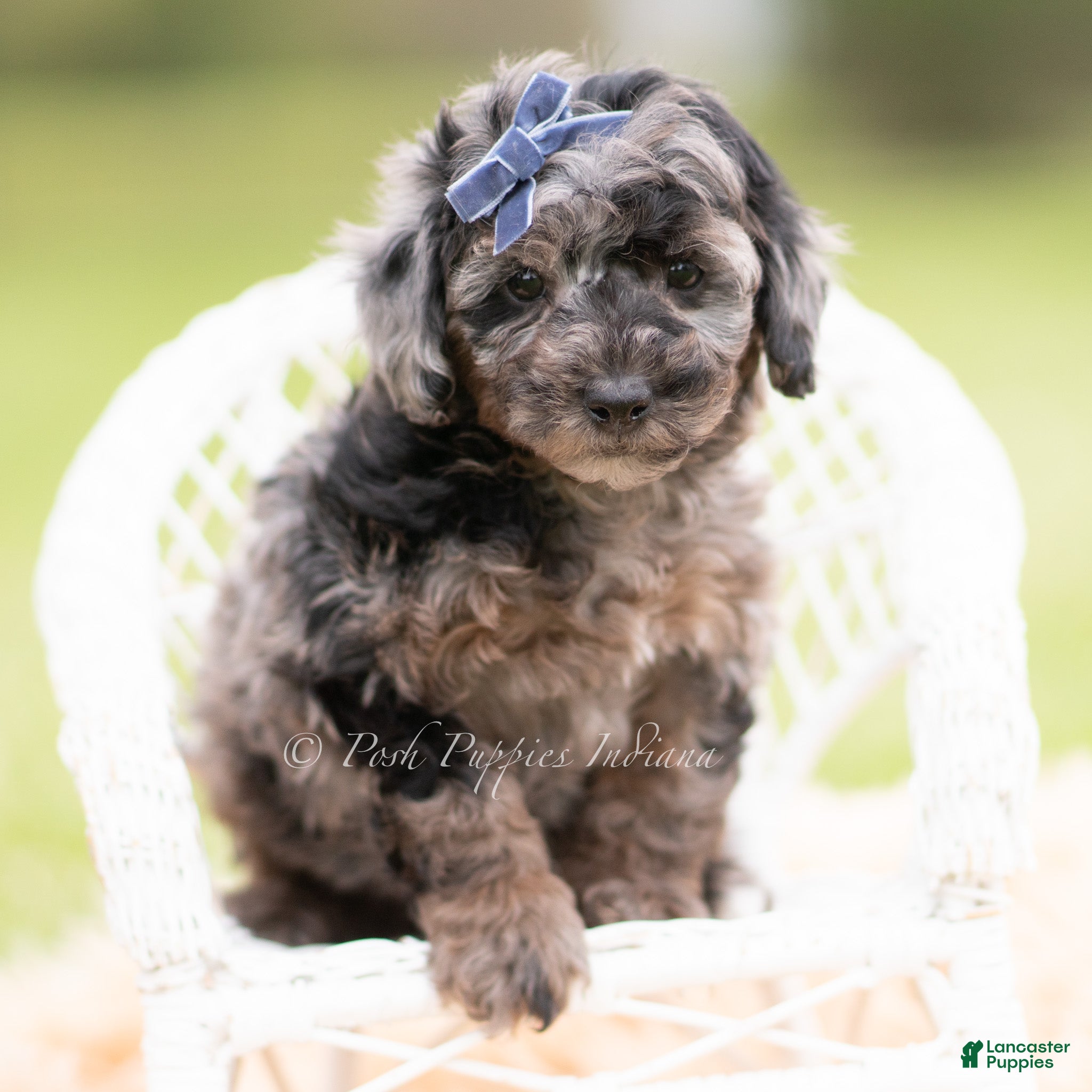 Mini Goldendoodle dogs Maroon - Ad 5