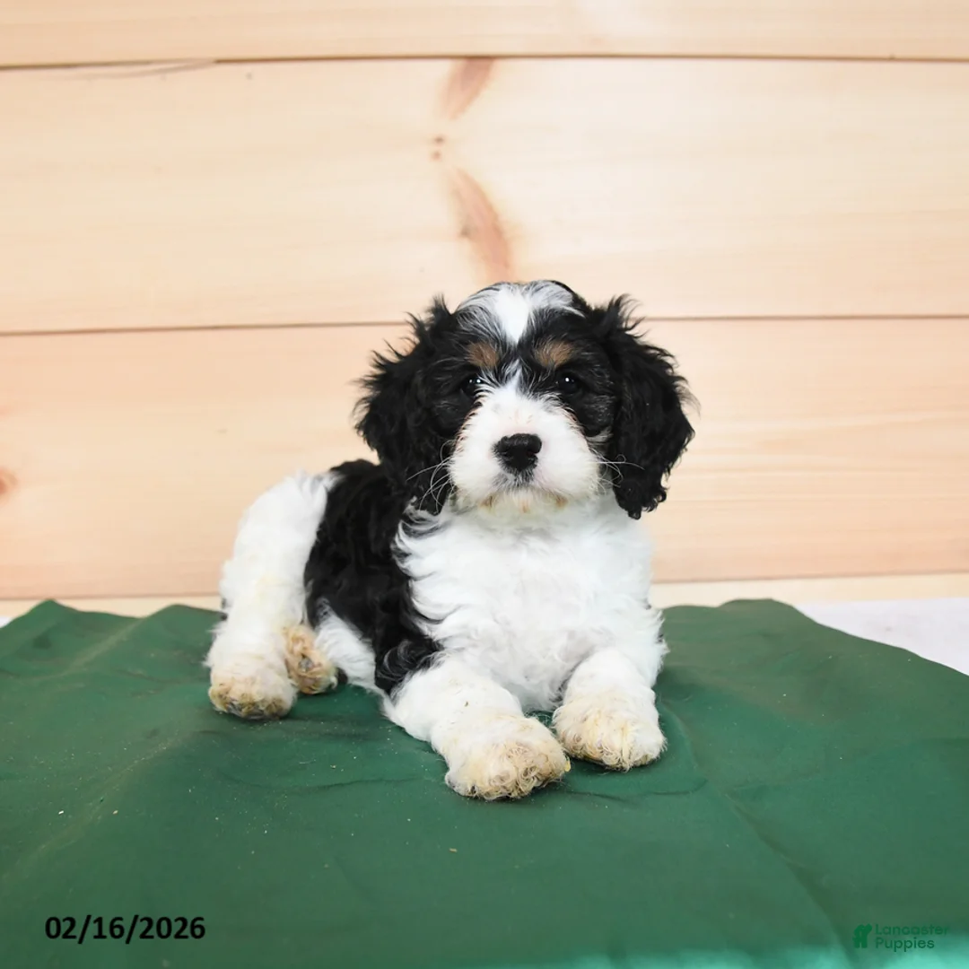 Cavapoo dogs for sale: Horace - Ad 3