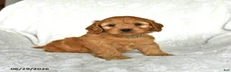 Cockapoo dogs for sale: Sweetheart - Ad 1