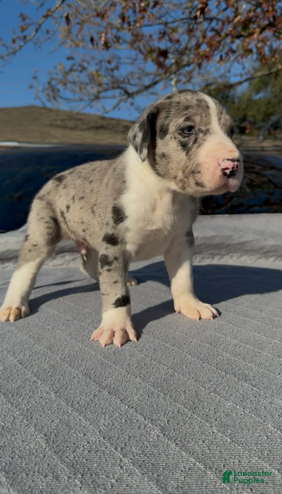 Great Dane dogs for sale: Thor - Ad 3