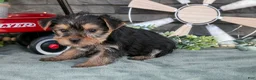 Yorkshire Terrier dogs for sale: Bebe - Ad 3