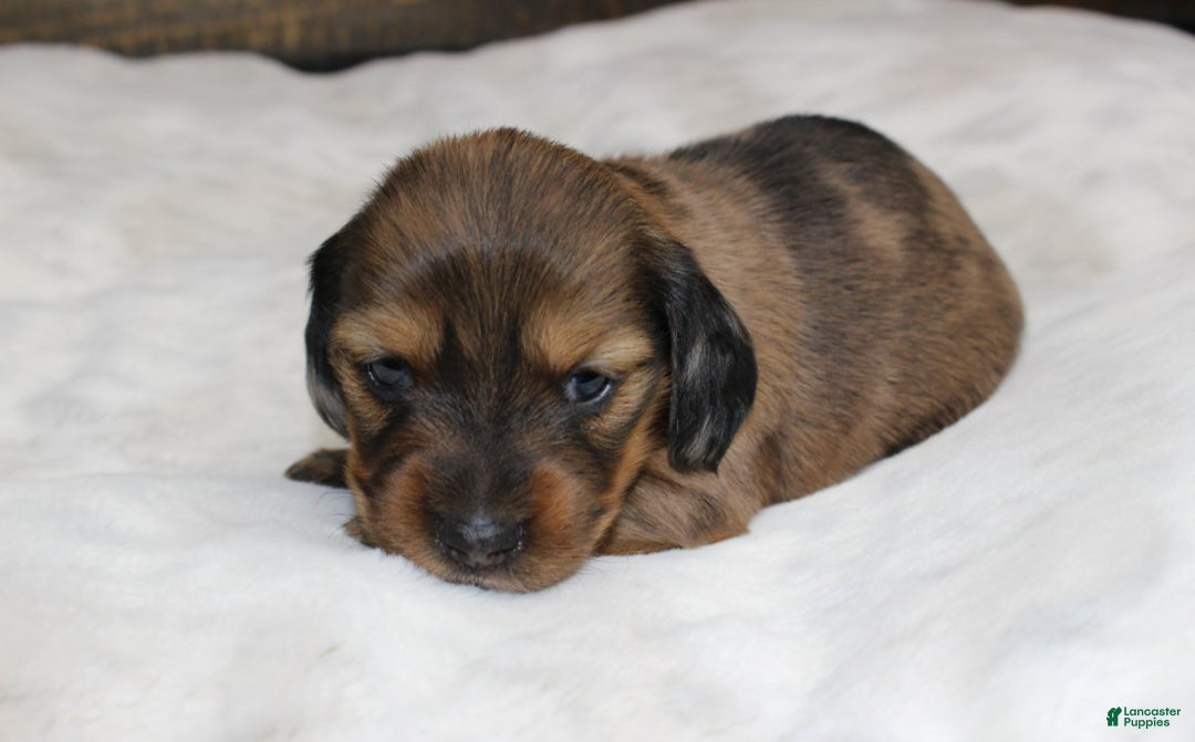 Dachshund dogs for sale: Zoe - Ad 3
